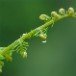 Bracken 270609_2